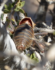 Acanthoplus discoidalis