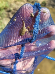 Triops longicaudatus