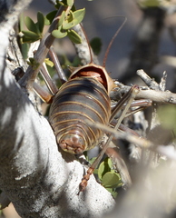 Acanthoplus discoidalis