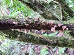 Auricularia