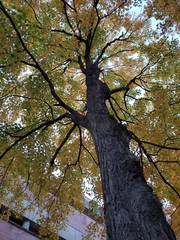 Acer saccharum