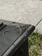 Hemidactylus mabouia