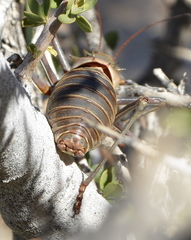 Acanthoplus discoidalis