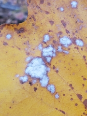 Erysiphe liriodendri