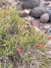 Caryophyllales