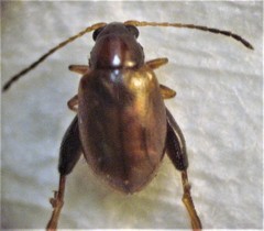 Longitarsus fuliginosus