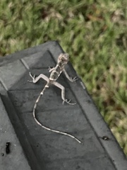 Hemidactylus mabouia