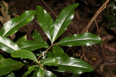 Cryptocarya macdonaldii