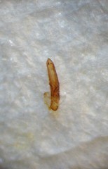 Longitarsus fuliginosus