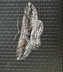 Scioglyptis canescaria