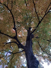 Acer saccharum
