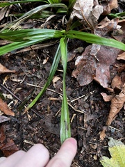 Carex hendersonii