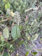 Tetramerium nervosum