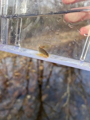 Etheostoma caeruleum