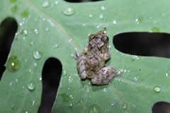 Pristimantis susaguae
