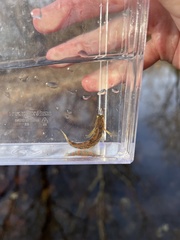 Etheostoma caeruleum