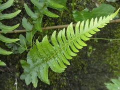 Blechnum hastatum