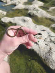 Thamnophis proximus proximus