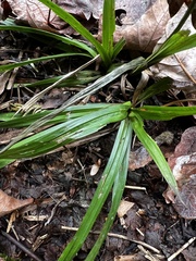 Carex hendersonii