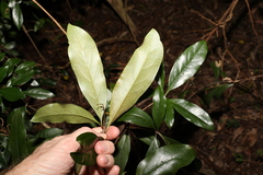 Cryptocarya macdonaldii