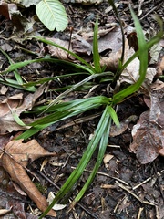 Carex hendersonii