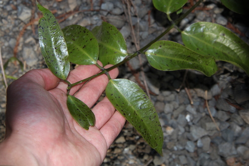 Rhipogonum scandens (Ripogonum scandens)