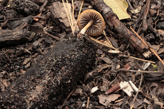Psathyrella pseudogracilis