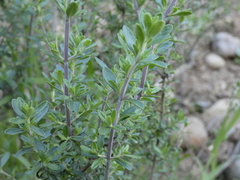 Clinopodium chilense