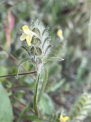 Tetramerium nervosum