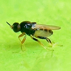 Chloropidae