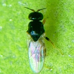Chloropidae