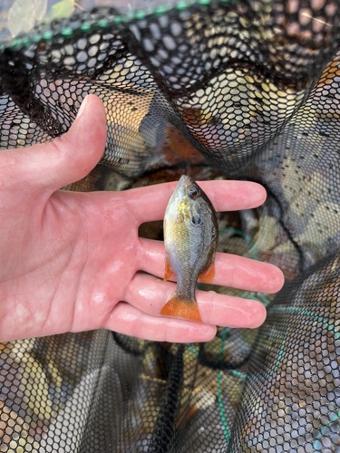 Longear Sunfish, photo 8 of 8