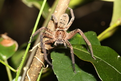 Heteropoda jugulans
