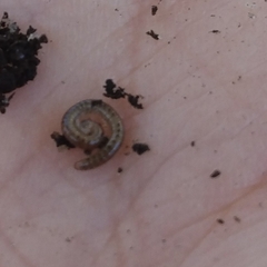 Diplopoda