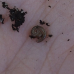 Diplopoda