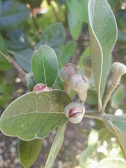 Feijoa sellowiana