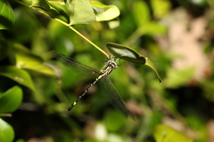 Austrogomphus amphiclitus