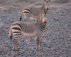 Equus zebra hartmannae