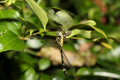 Austrogomphus amphiclitus