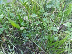 Symphyotrichum subulatum