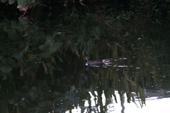 Gallinula galeata