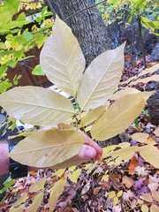 Fraxinus pennsylvanica