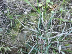 Eleusine tristachya