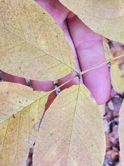 Fraxinus pennsylvanica