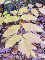 Fraxinus pennsylvanica