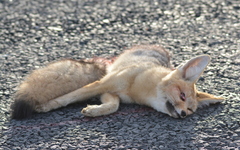 Vulpes chama