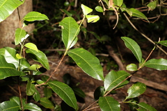 Backhousia citriodora