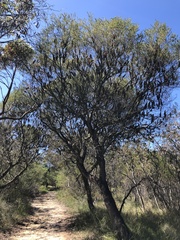 Banksia ericifolia