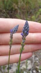 Comesperma calymega