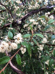 Pomaderris paniculosa